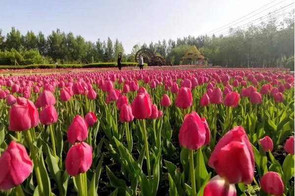 Visitors tiptoe through the tulips in Changchun