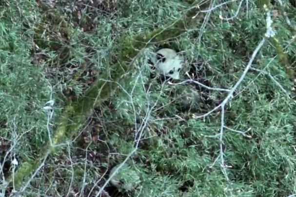 Glimpse into the lives of wild pandas: Aerial footage from Giant Panda National Park, Ya'an, Sichuan