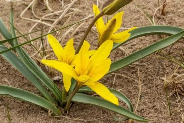 Once-extinct tulips rediscovered in China's Inner Mongolia