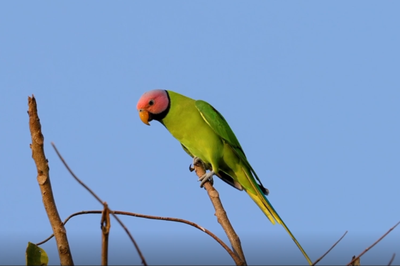 22 rare parrots captured in Yunnan