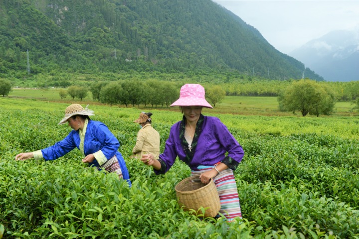 Afforestation project progresses in Lhasa, Tibet