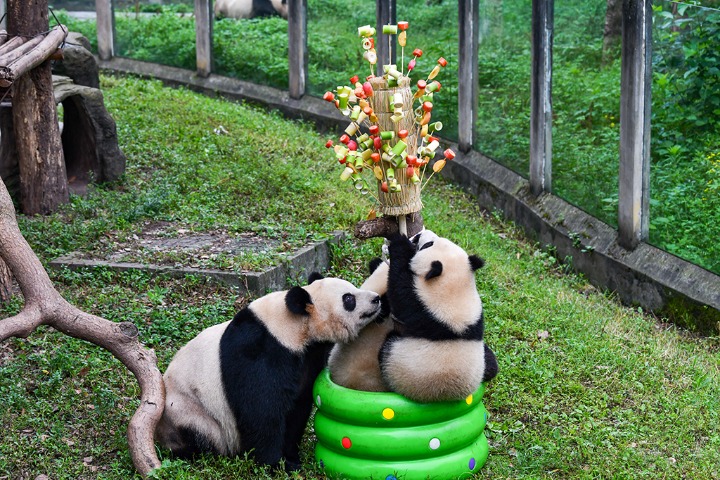 Chongqing Zoo prepares special meals for animals to celebrate Children’s Day