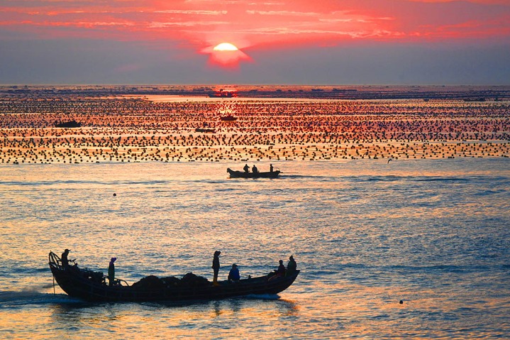 Shandong marine ranch a sight to behold in  the morning sunglow