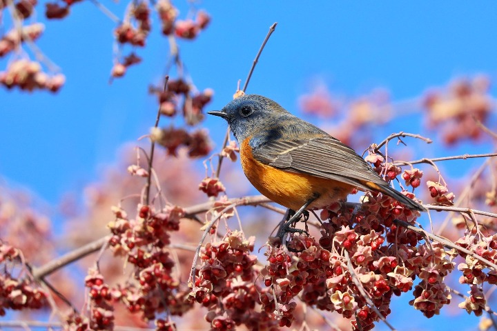 China's Biodiversity: Bird conservation in the Liupan Mountain National Nature Reserve, Ningxia