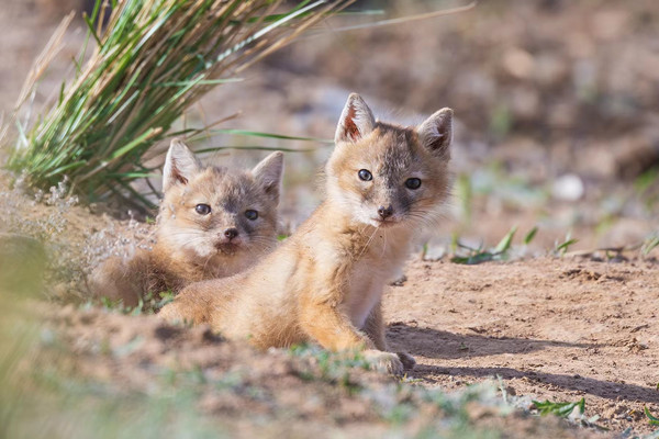 Fox family spotted frolicking at Baotou wetland