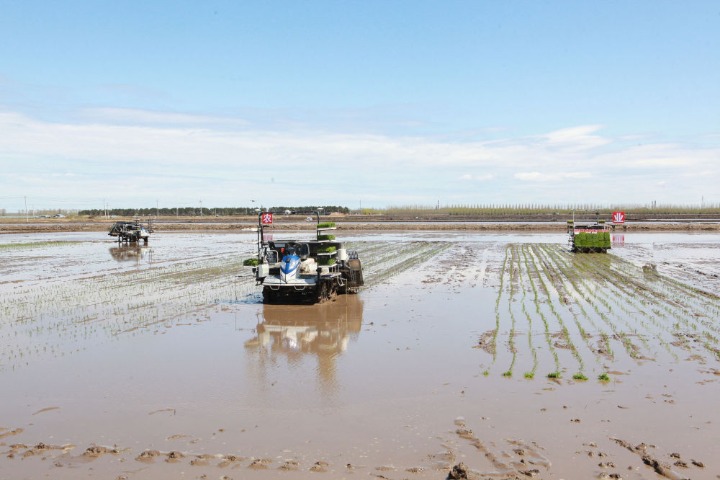 China's breadbasket province leads the way in high-tech agriculture