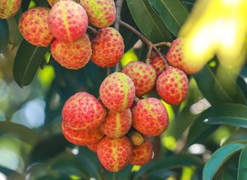 Doumen welcomes lychee harvest