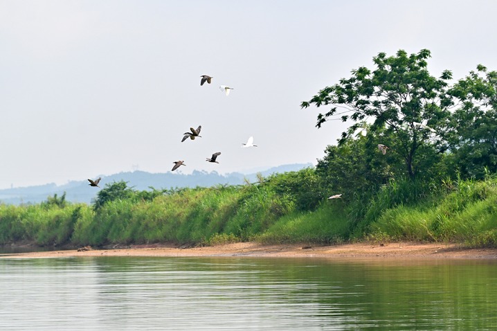 Discover the enchanting Xijin National Wetland Park in Guangxi