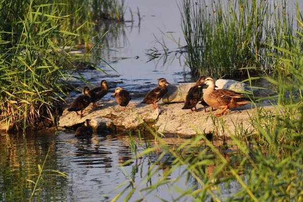 Graceful waterfowl and serene landscapes at qingdao, Shandong