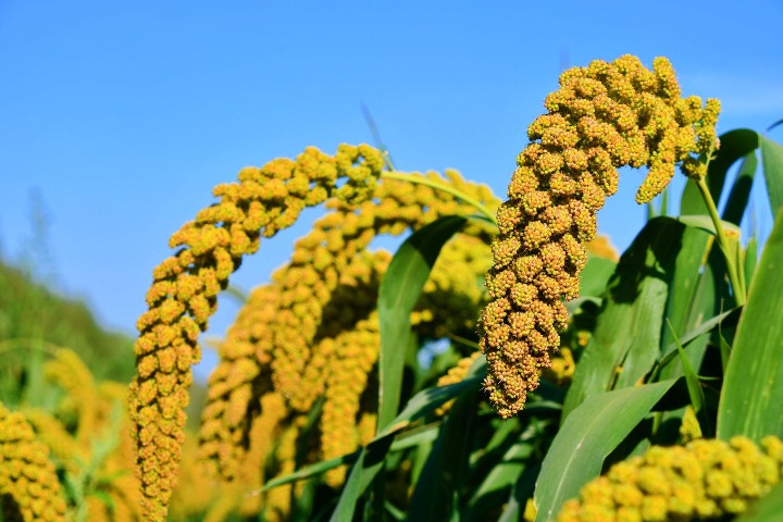 China Focus: Chinese scientists decipher genome secrets of foxtail millet