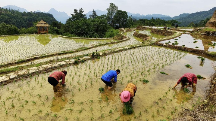 Farmland atop cliff offers unique views in Hunan