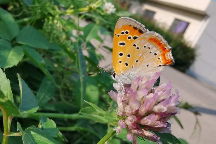 Increasingly rare butterfly seen at lake in Hubei