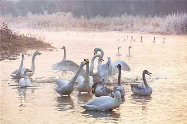 Environmental restoration prompts red-crowned cranes to return to Liaoning