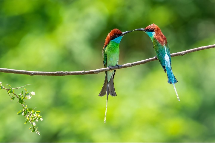 In Hubei, beautiful little birds gather