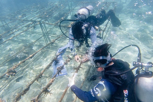 Coral coverage rate in waters of Wuzhizhou Island reaches 37%