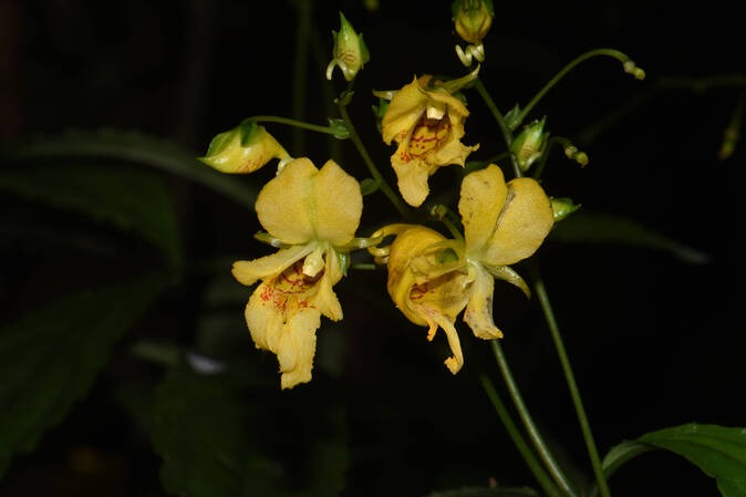 Spiral impatiens balsamina found in Yunnan