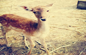 Nanhaizi Elk Park