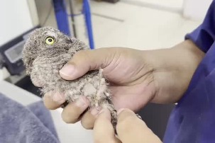 Beijing center works to rehabilitate raptors