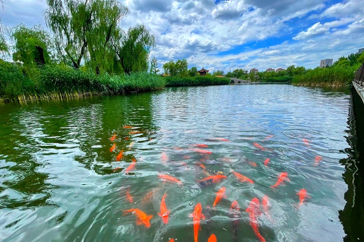 Embracing nature's canvas: Beijing's Yaowa Lake Park