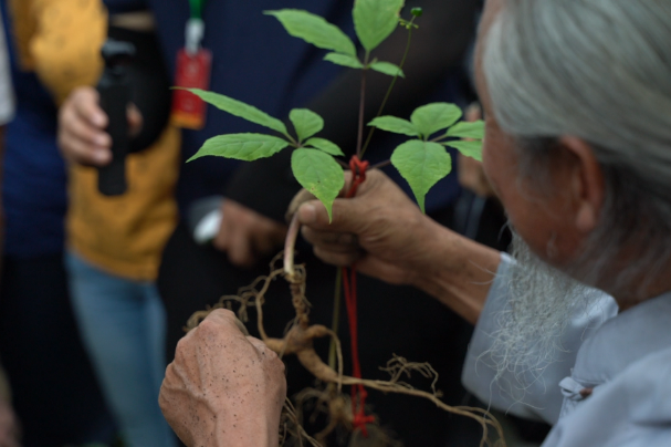 Ginseng pickers keep tradition alive