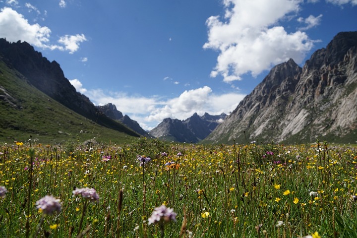 Nianbaoyuze Mountains, a summer wonderland in Qinghai province