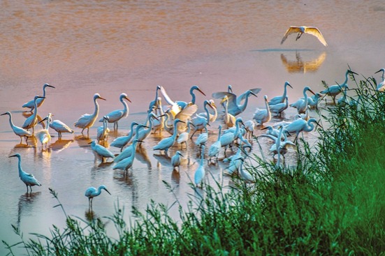 Shanxi enhances wetland protection and restoration