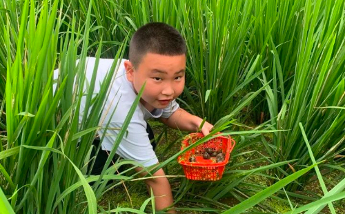 Snail festival attracts tourists to Lishui's Qingyuan county