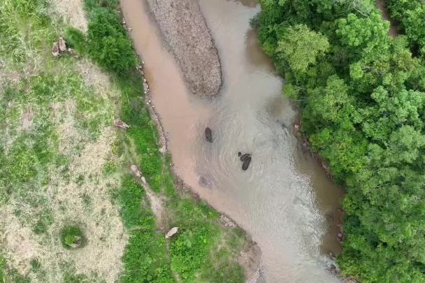 Asian elephants escape the heat in mud baths