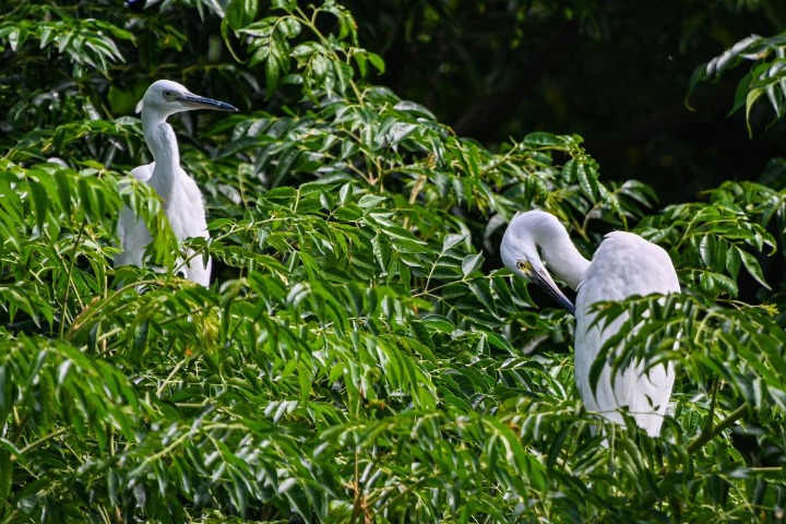 Birds enjoy rewewed wetlands in Shandong