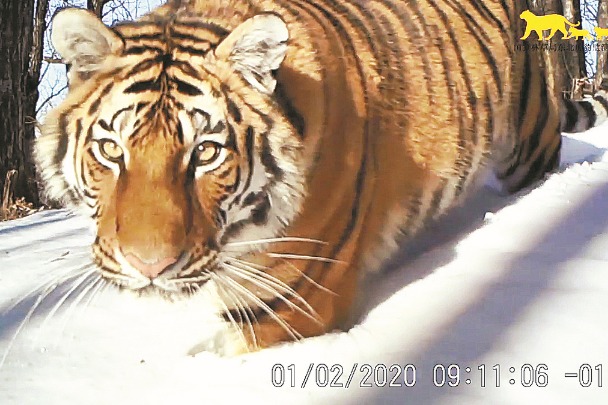 Amur tiger coming in from the cold