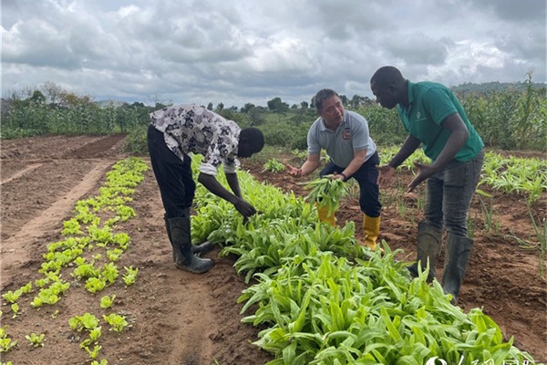 Chinese agritech expert cultivates hope in Nigeria's fields