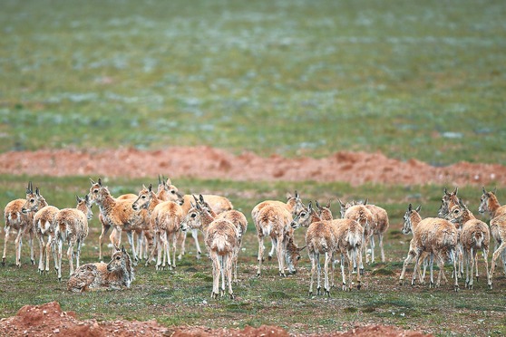 More national parks urged to protect species