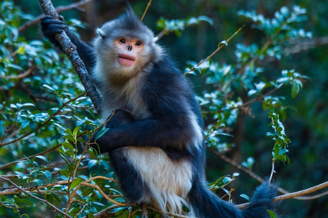 Snub-nosed monkeys living the high life in Yunnan | www 
