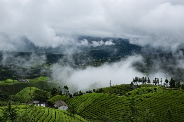 Tea gardens meet mystical clouds in Enshi