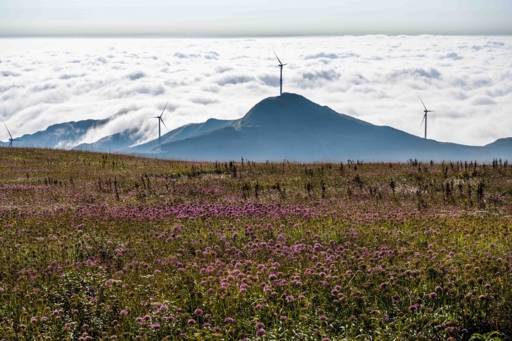 Wild chive flowers bloom in Guizhou