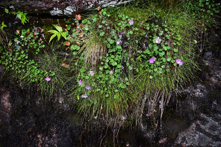 New primrose species discovered in Tibet