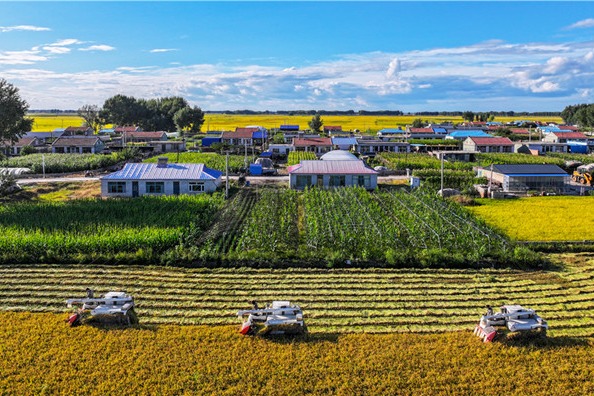 In Jilin, rice harvest underway