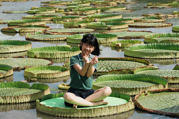 'King lotus' takes center stage in ancient town