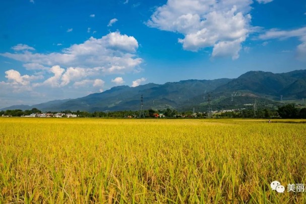 Yingjiang county achieves a bumper harvest