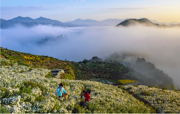 Huangshan holds tribute chrysanthemum industry conference