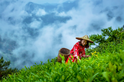 Huangshan Maofeng