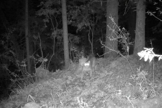 Rare golden cat spotted in Gansu