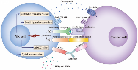 Hefei pharma boosts cell therapy efficiency, stability