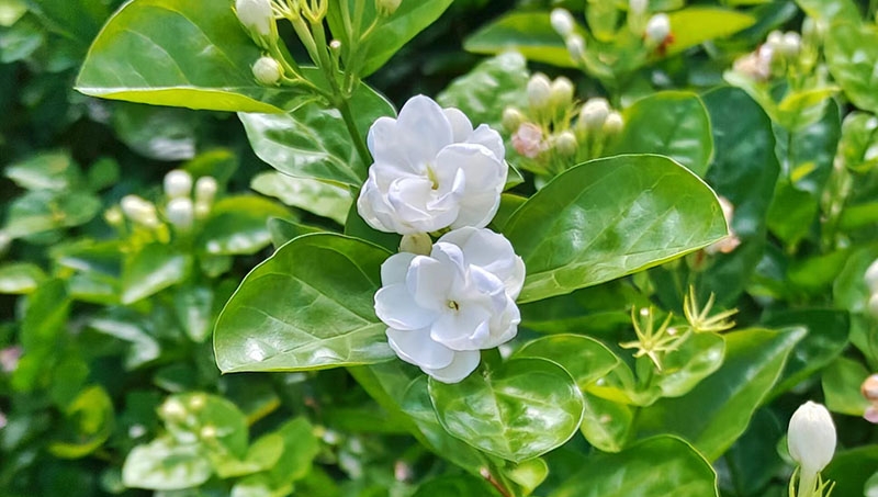 Prosperous jasmine industry boosts rural revitalization in Hengzhou, S China's Guangxi