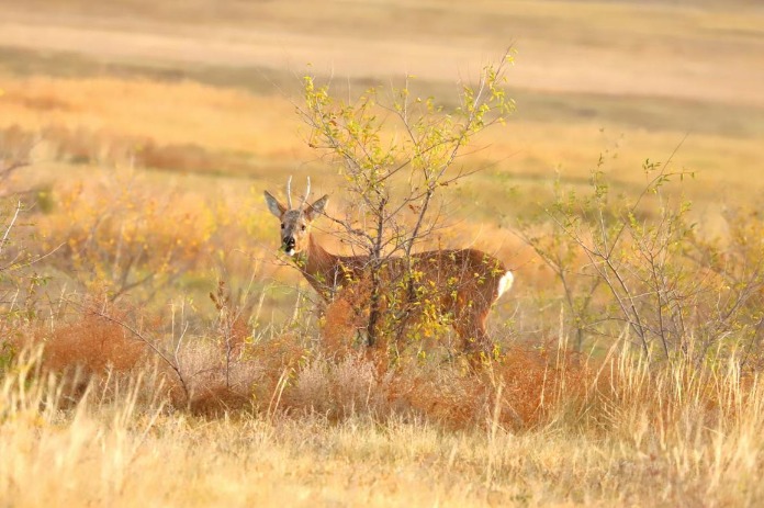 National wetland park teems with protected animals