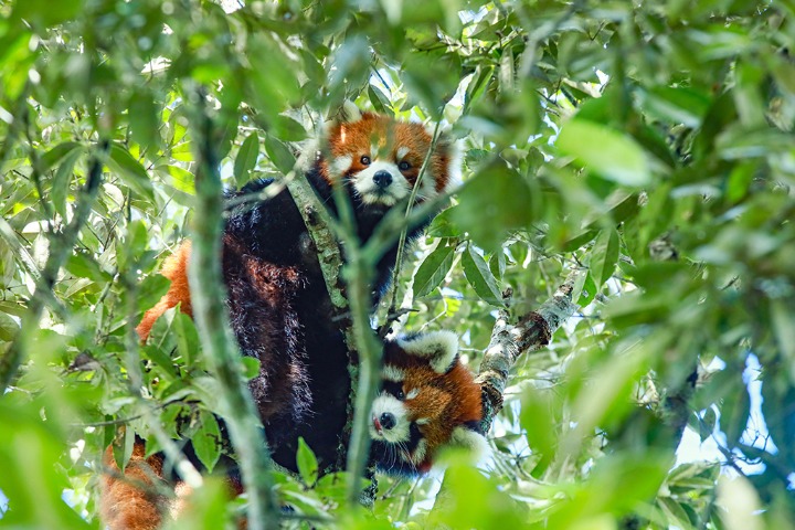 Two 100-day-old red panda cubs make an appearance to celebrate National Day