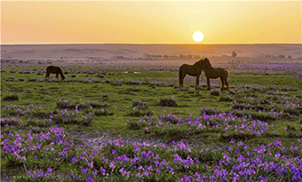 Shanghaimiao Prairie Culture Tourist Area