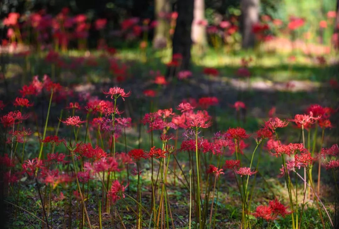 Lycoris radiata in full bloom across Yangzhou