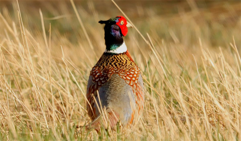 National wetland park teems with protected animals