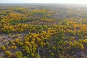 Poplars popular with people seeking different pleasure in arid land